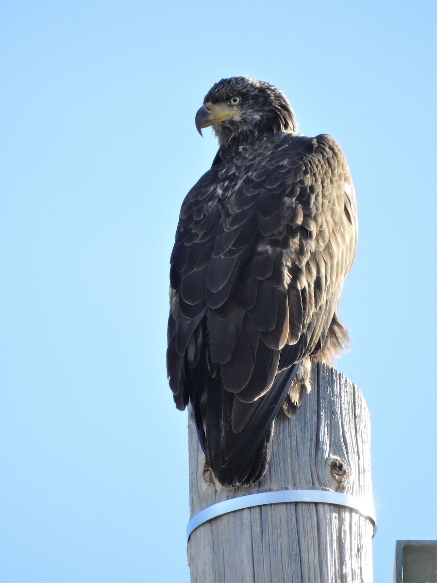 Bald Eagle - ML301947551