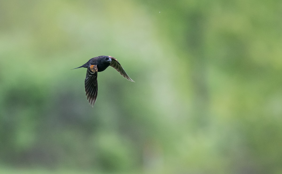 Red-winged Blackbird - ML301948721