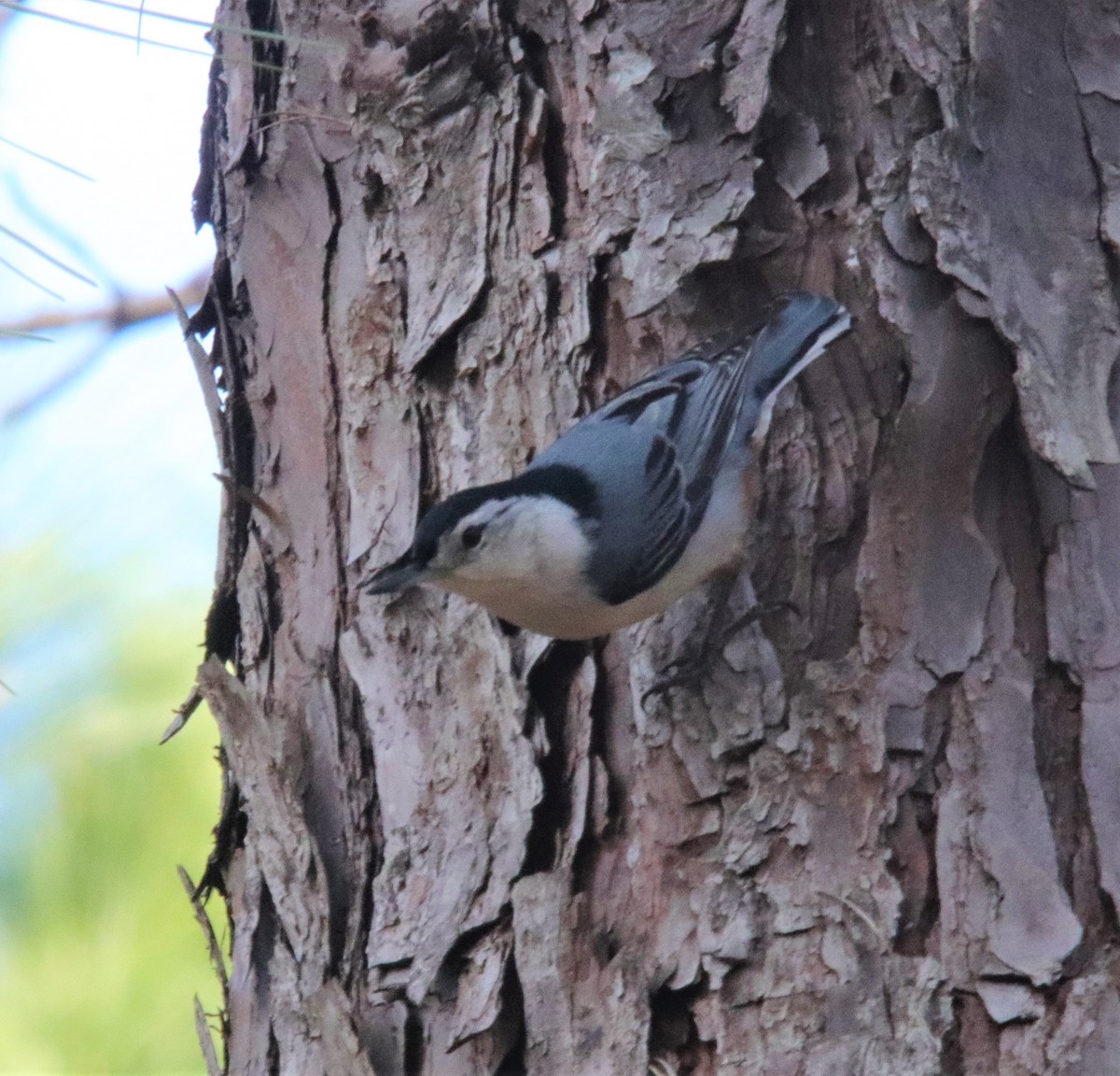 White-breasted Nuthatch - ML301949161