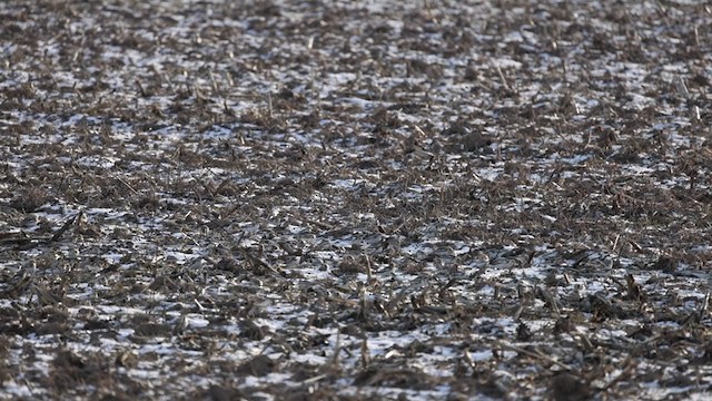 Snow Bunting - ML301949651