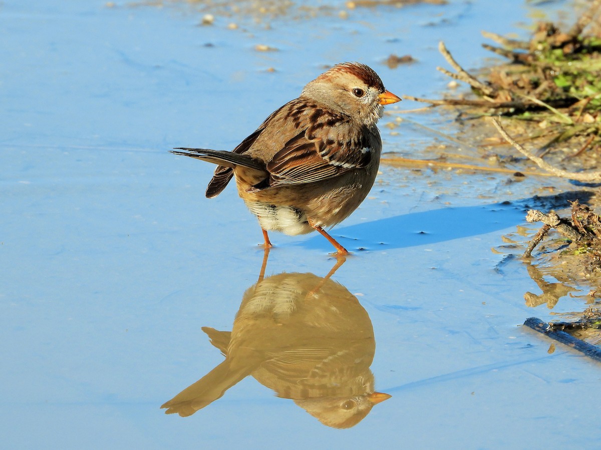 White-crowned Sparrow - Carol Ann Krug Graves