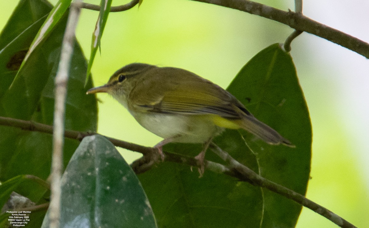 Philippine Leaf Warbler - ML301950561