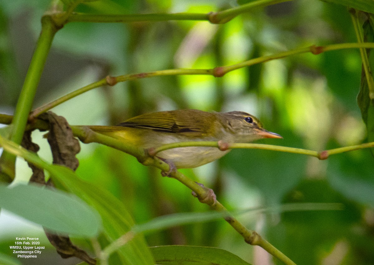 Philippine Leaf Warbler - ML301950621