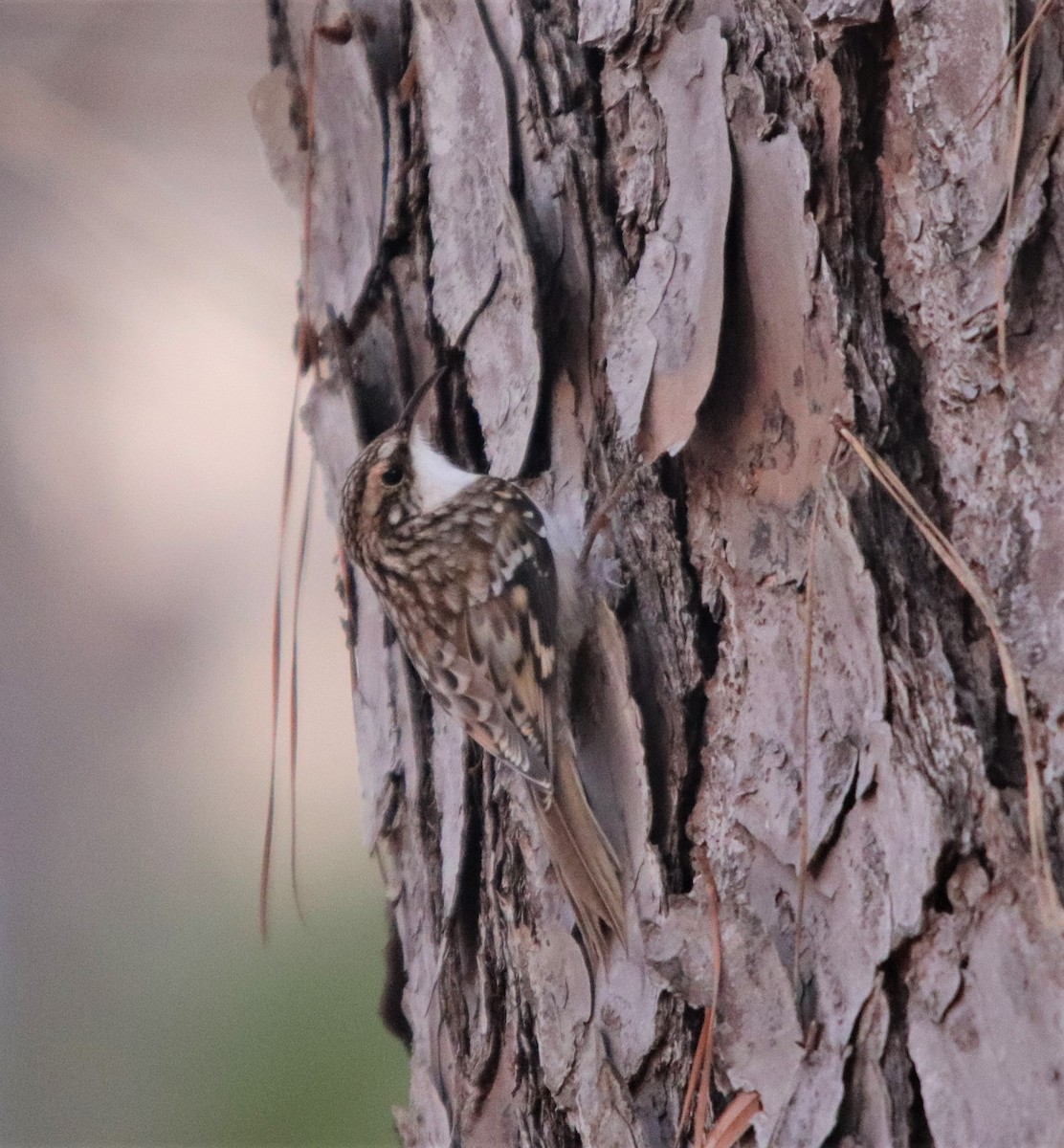 Brown Creeper - ML301951041