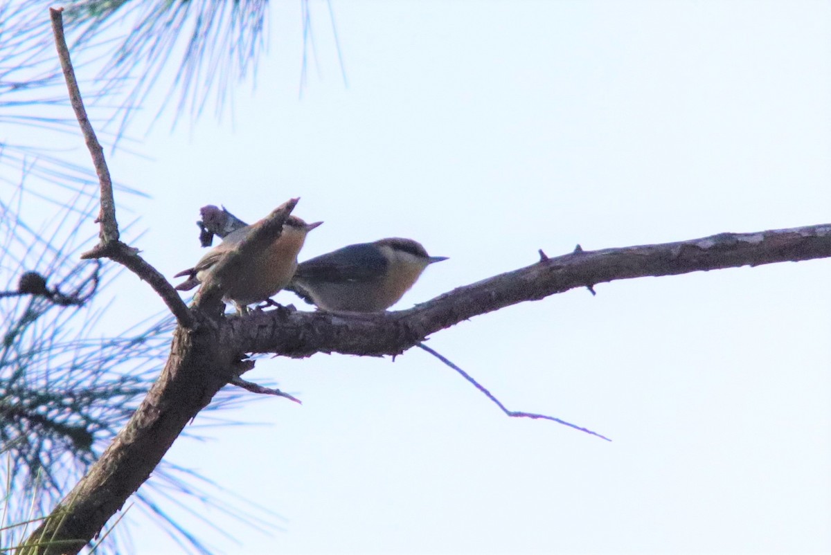 Brown-headed Nuthatch - ML301951331