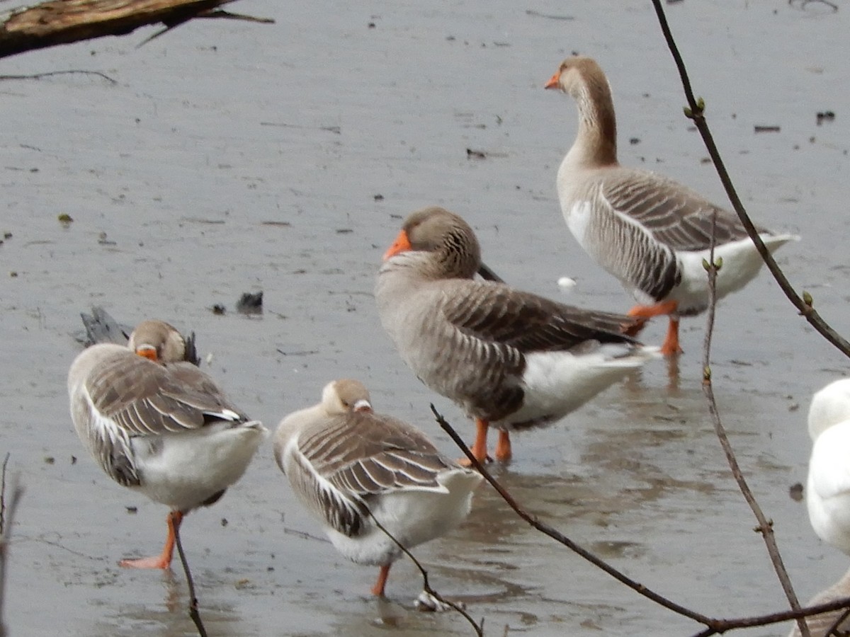 Domestic goose sp. (Domestic type) - ML301953091