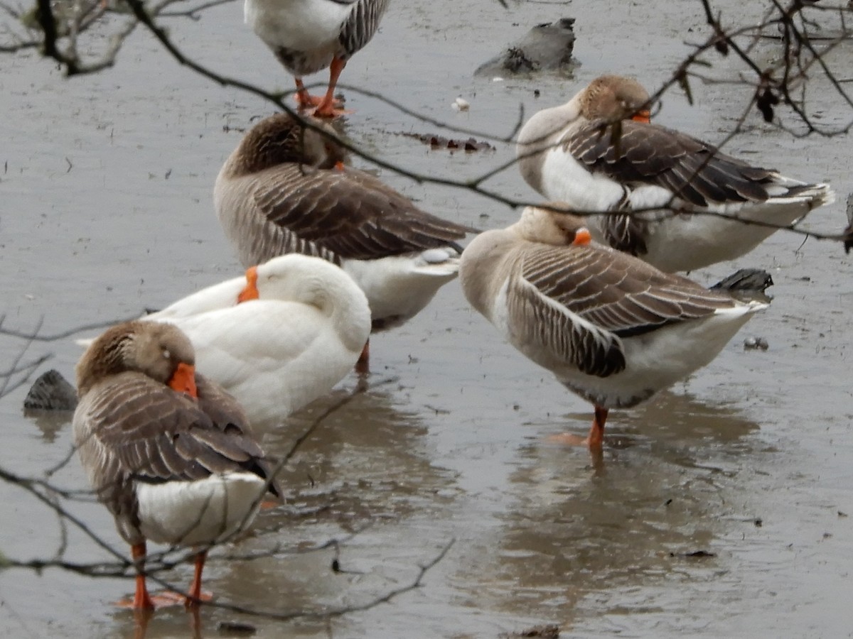 Domestic goose sp. (Domestic type) - ML301953141