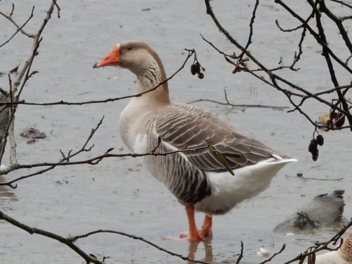 Domestic goose sp. (Domestic type) - ML301953241