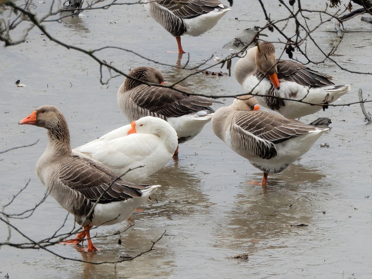 Domestic goose sp. (Domestic type) - ML301953611