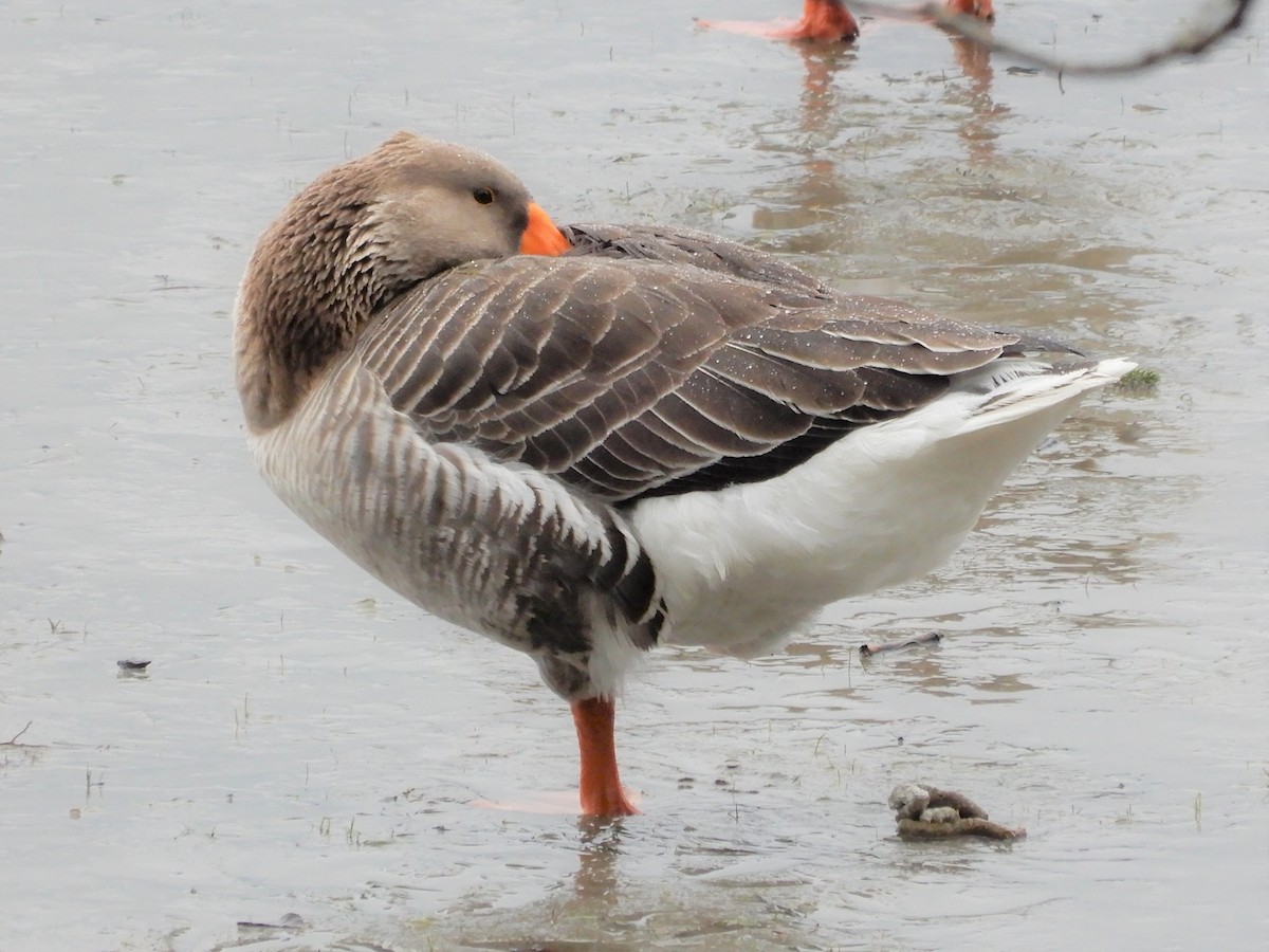 Domestic goose sp. (Domestic type) - Janet Lamberson