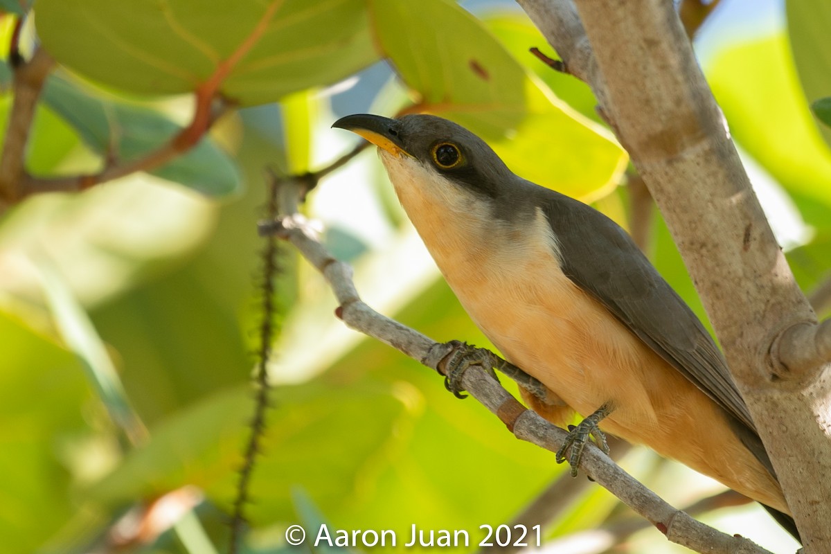 Mangrove Cuckoo - Aaron Juan