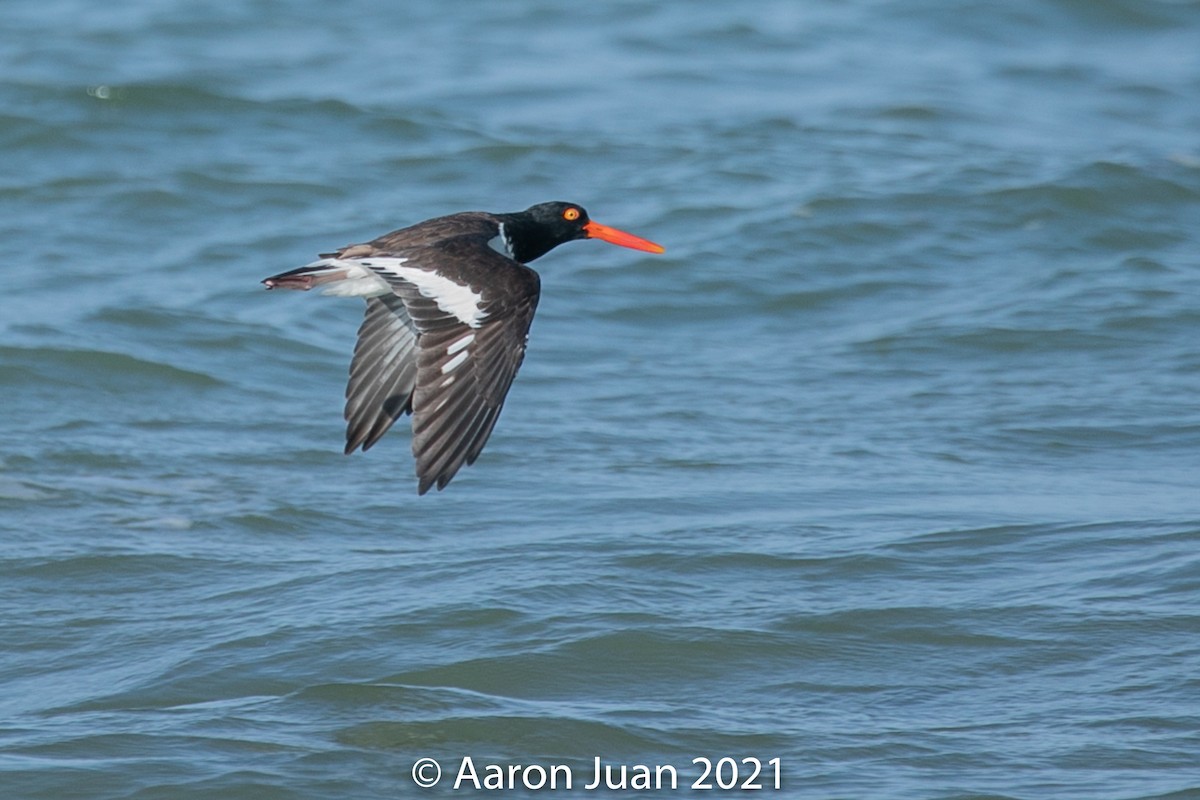 American Oystercatcher - ML301954241