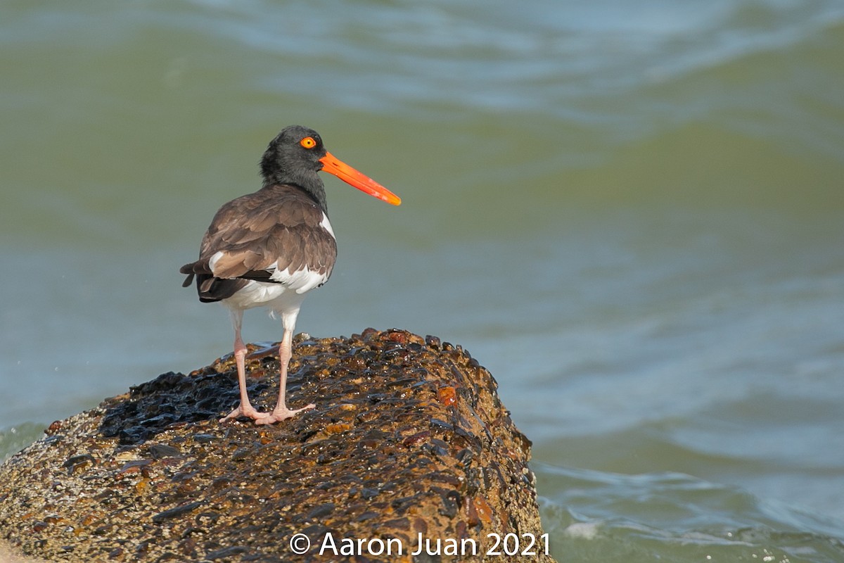 American Oystercatcher - ML301954321