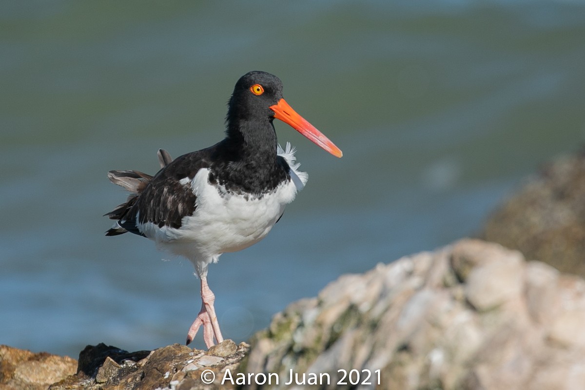 American Oystercatcher - Aaron Juan