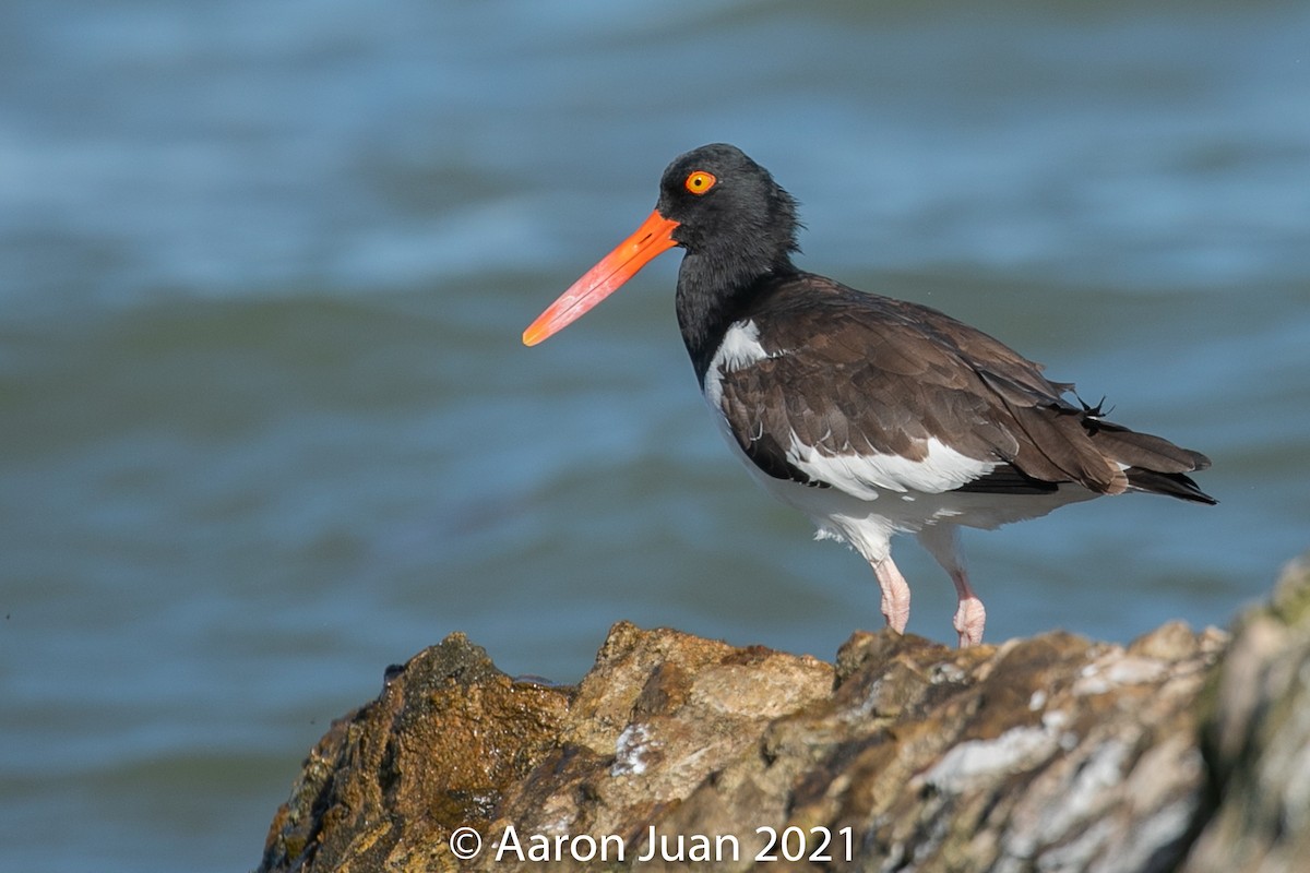 American Oystercatcher - ML301954361