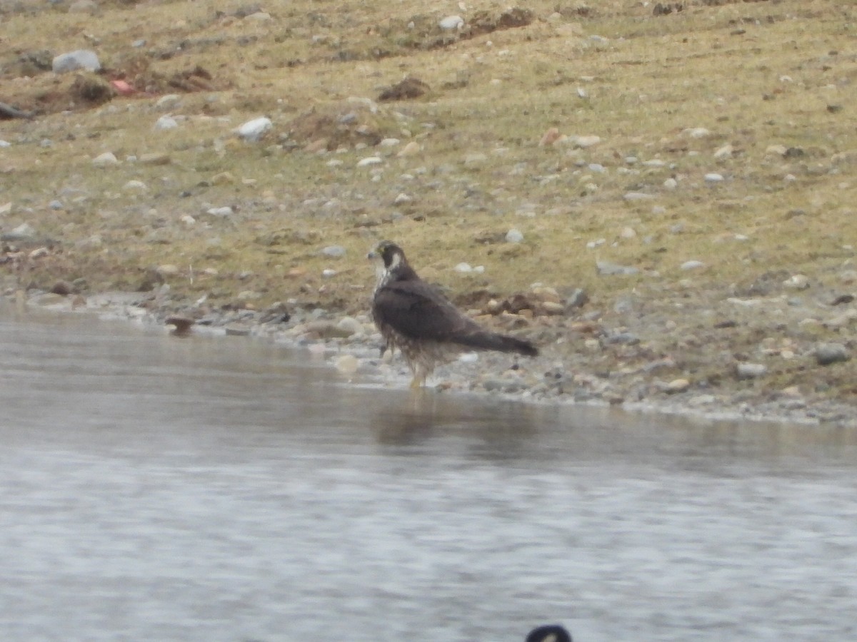 Peregrine Falcon - ML301955641