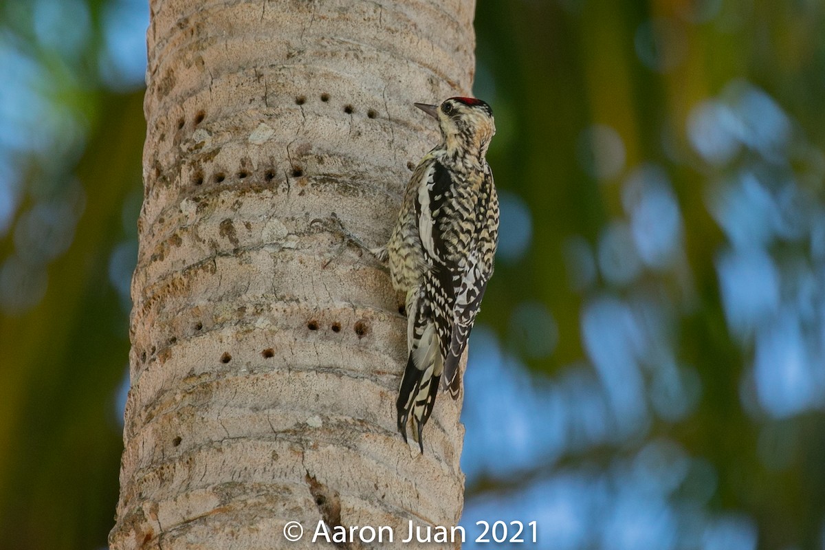 Yellow-bellied Sapsucker - ML301955841