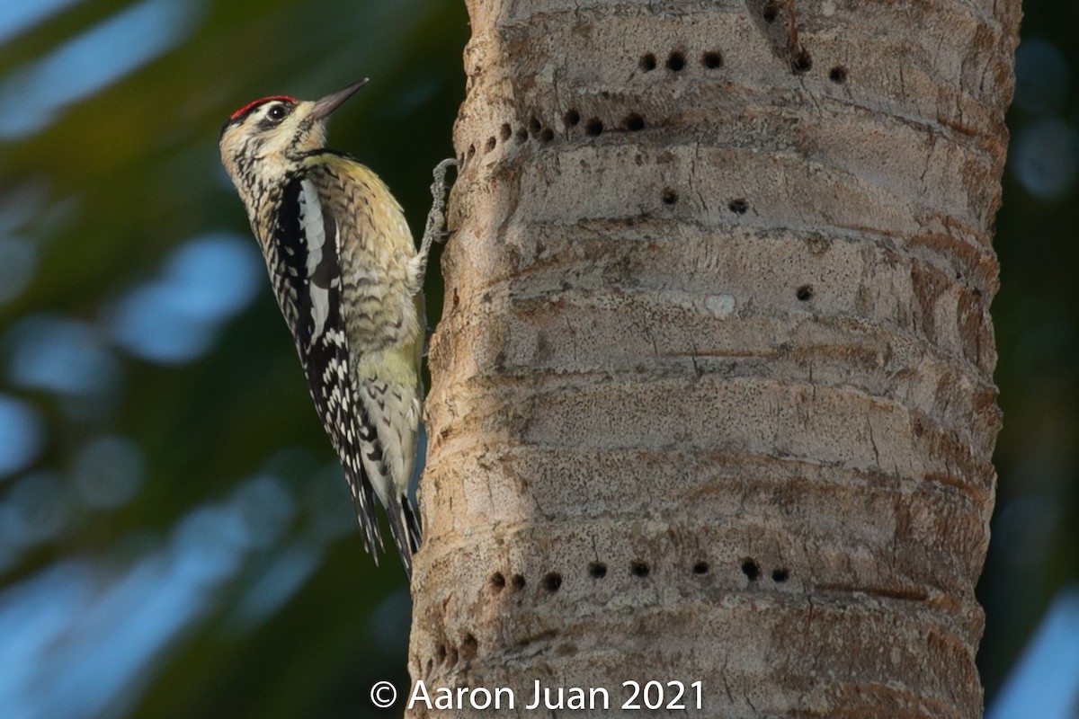 Yellow-bellied Sapsucker - ML301955911