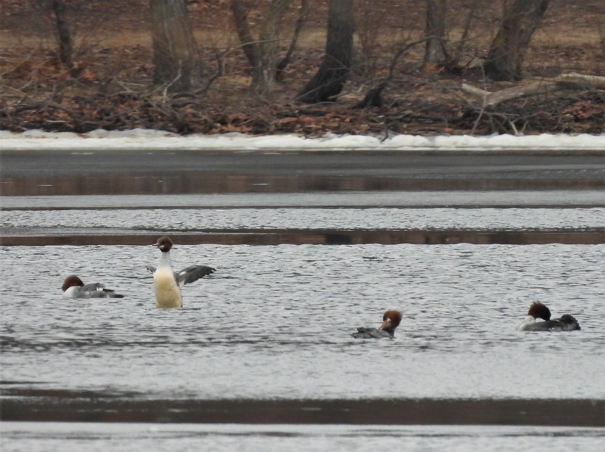 Common Merganser - ML301956401