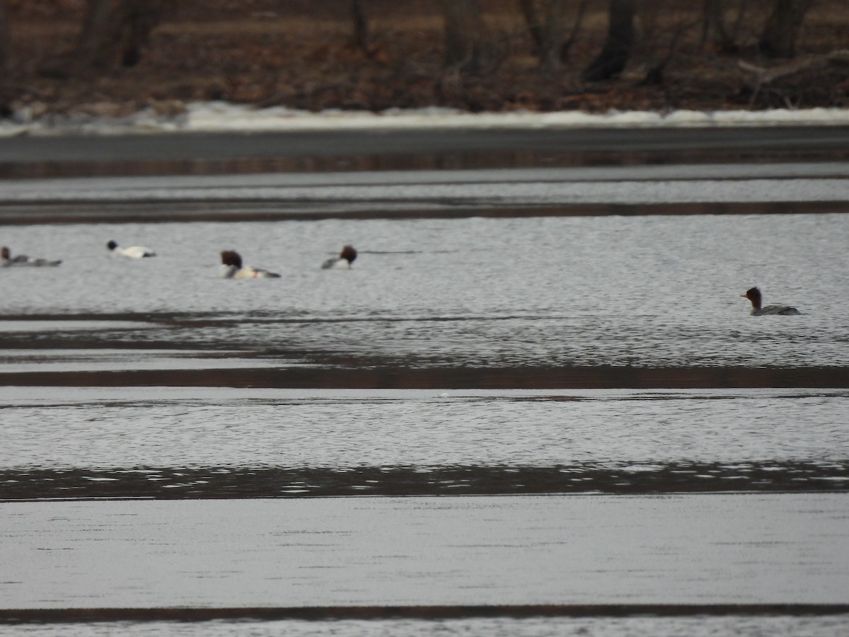 Common Merganser - Jennifer Wilson-Pines