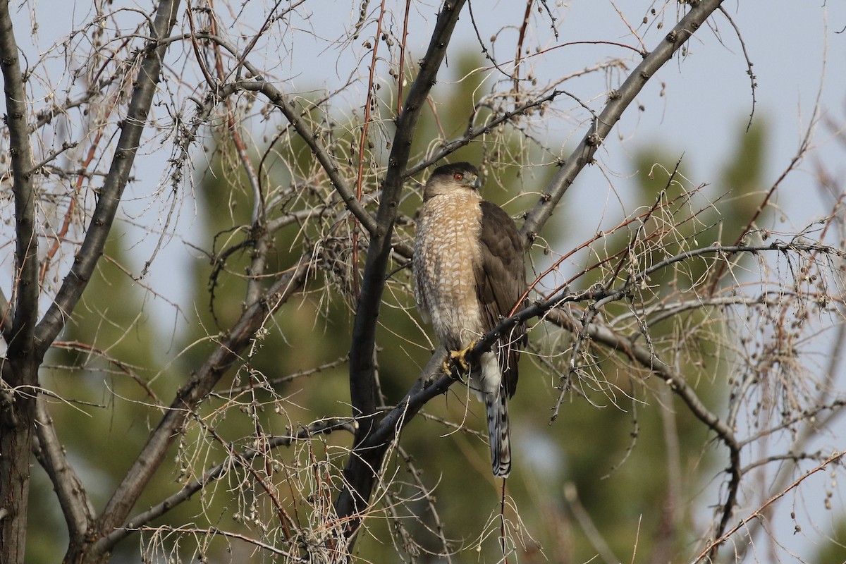 Cooper's Hawk - ML301961821