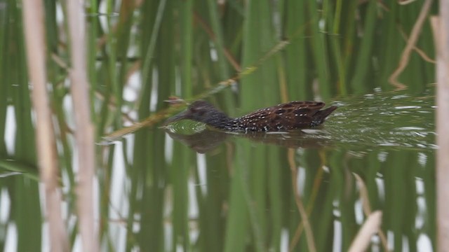 Spotted Rail - ML301964651