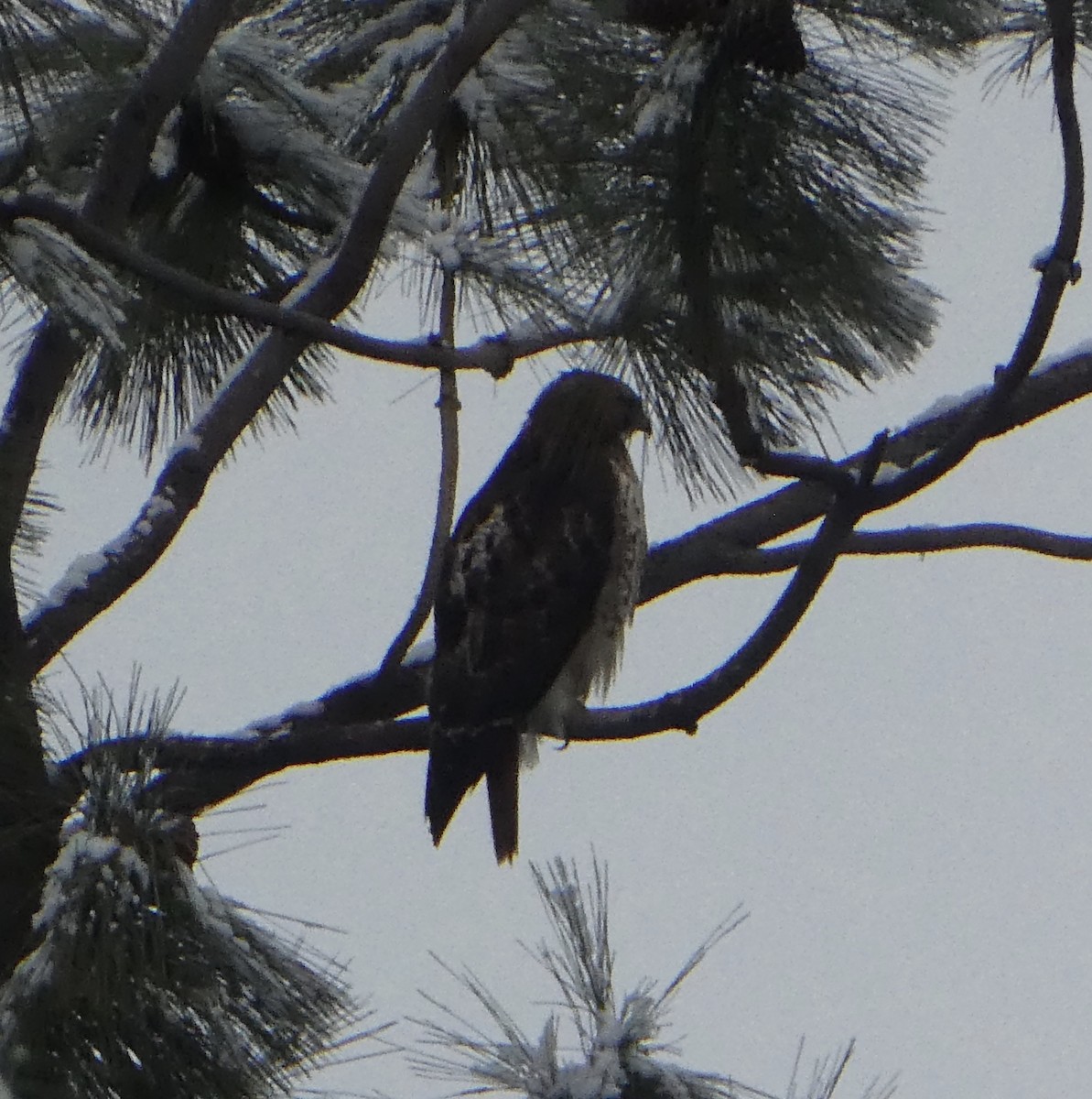 Red-tailed Hawk - T A