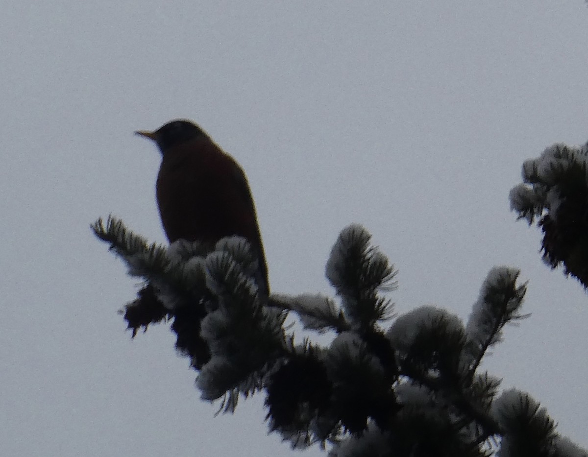 American Robin - ML301964911