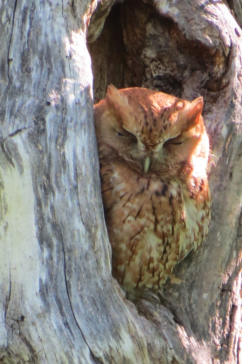 Eastern Screech-Owl - ML301965351