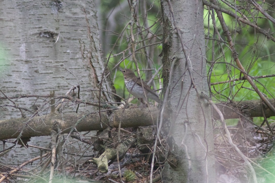 Swainson's Thrush - ML30196571