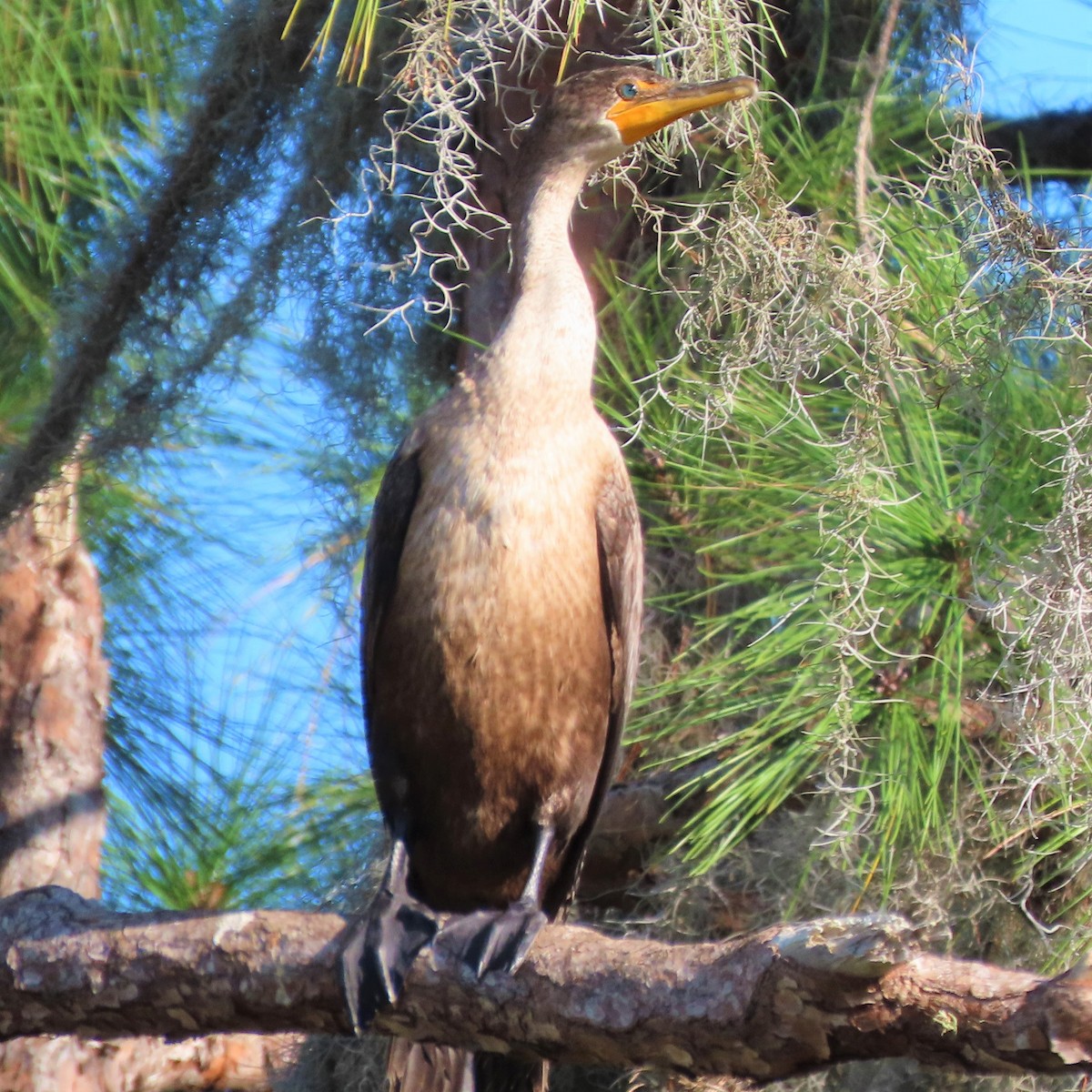 Double-crested Cormorant - Tom Obrock