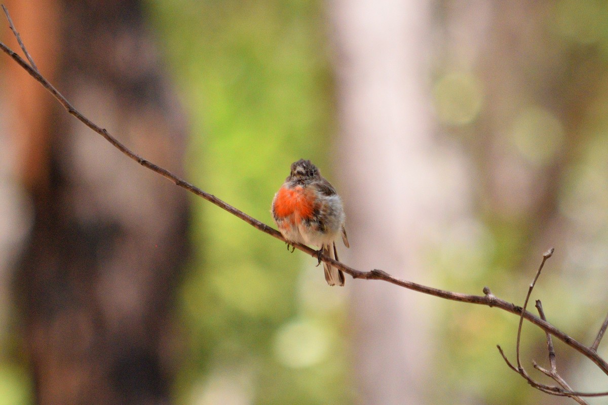 Scarlet Robin - ML301968411