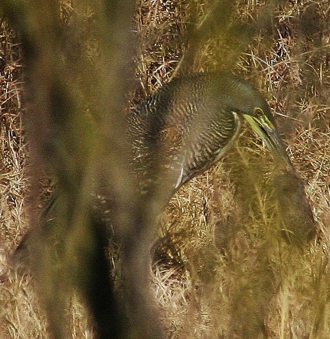 Bare-throated Tiger-Heron - Rex Stanford