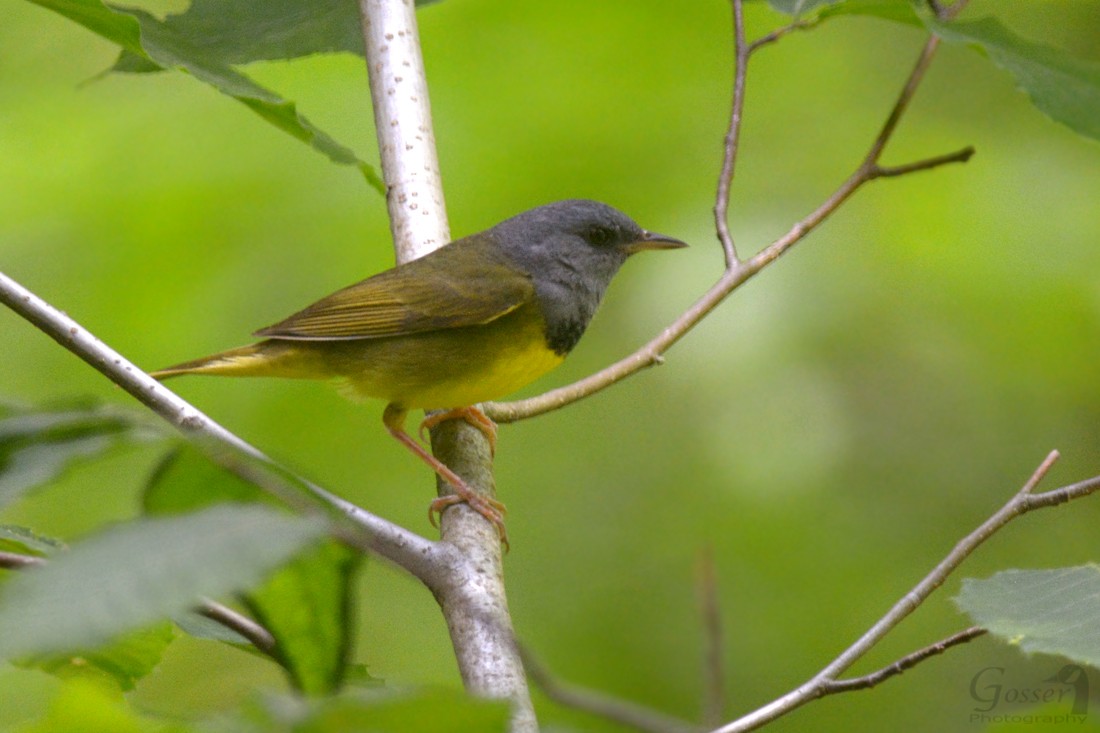 Mourning Warbler - ML30197011