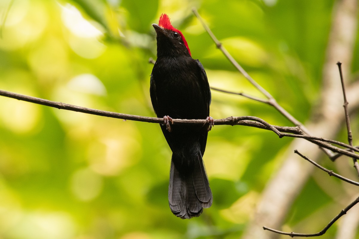 Helmeted Manakin - Celso Modesto Jr.