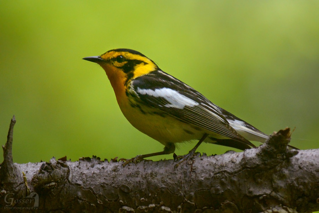 Blackburnian Warbler - ML30197031