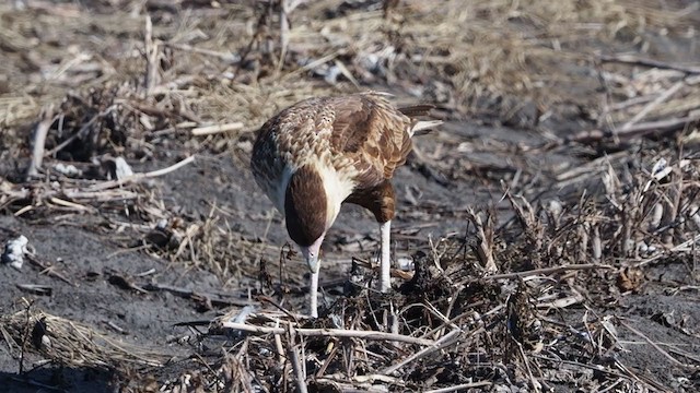 Caracara Carancho (norteño) - ML301971041