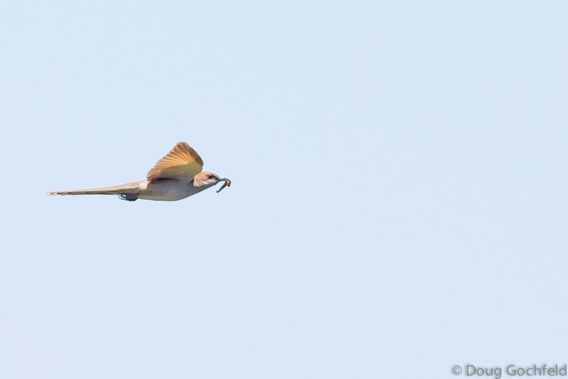 Black-billed Cuckoo - ML30197251