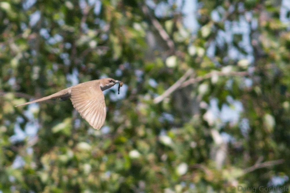 Black-billed Cuckoo - ML30197261