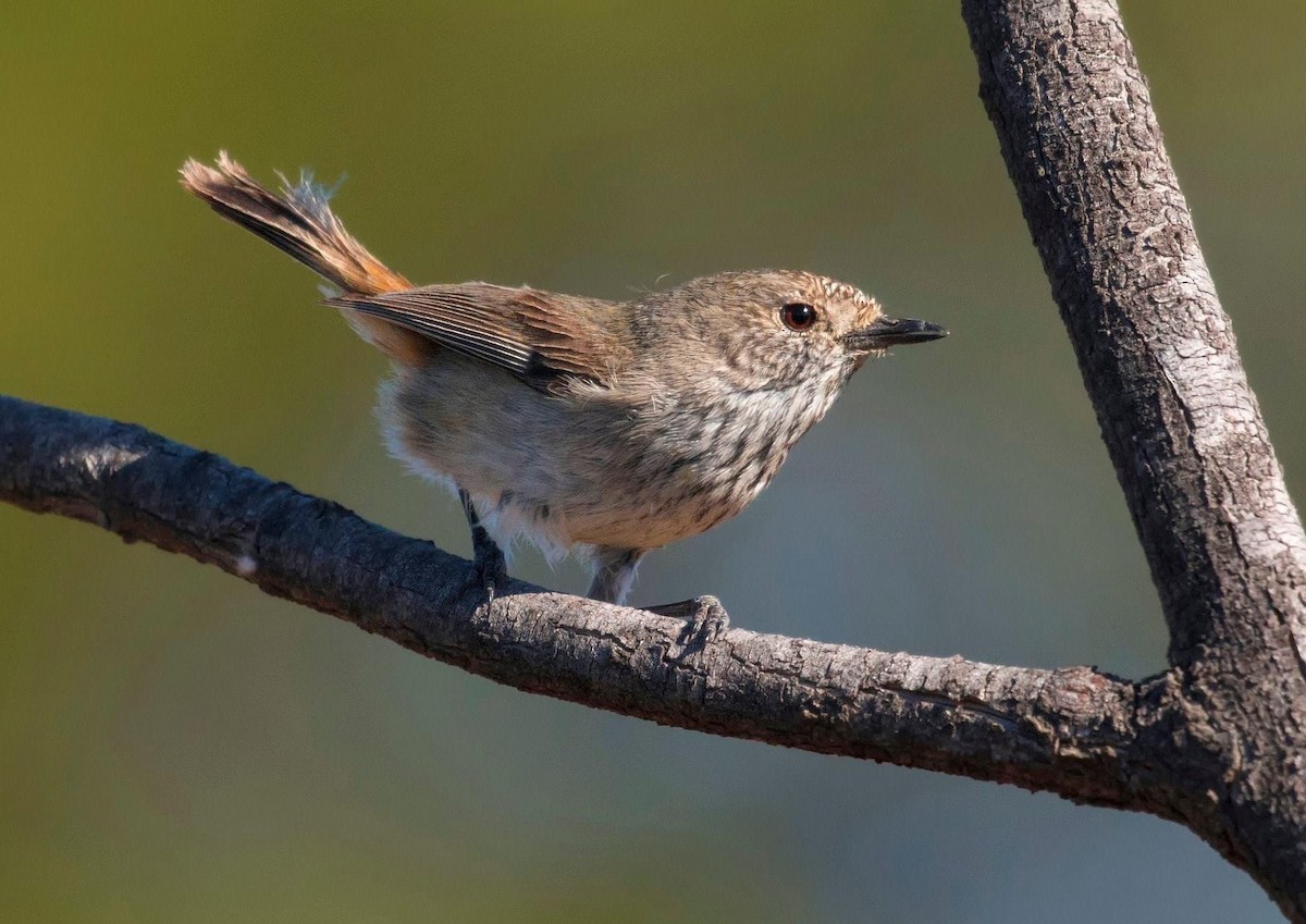 Inland Thornbill - Koel Ko