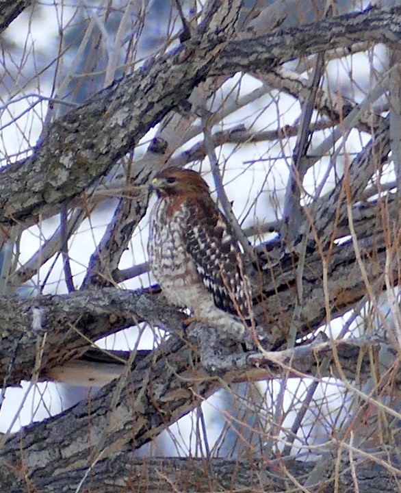 Red-shouldered Hawk (elegans) - ML301973341