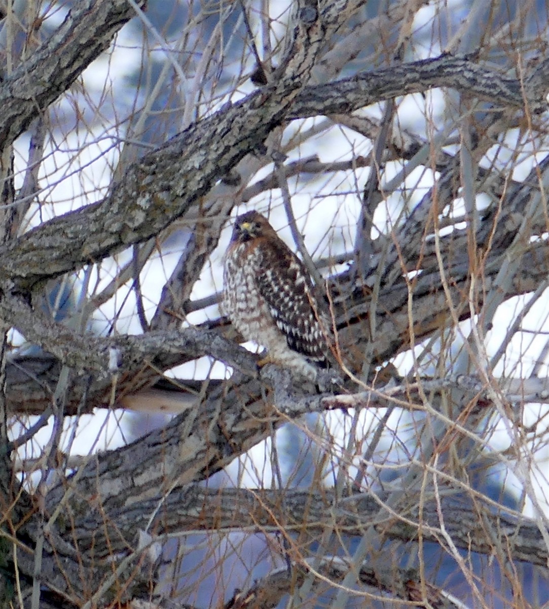 Red-shouldered Hawk (elegans) - Dave Trochlell