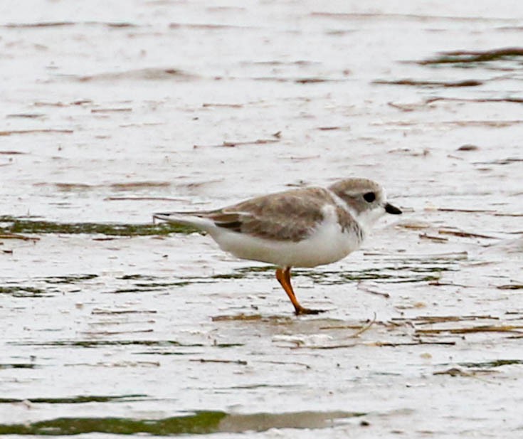 Piping Plover - Robert Bochenek