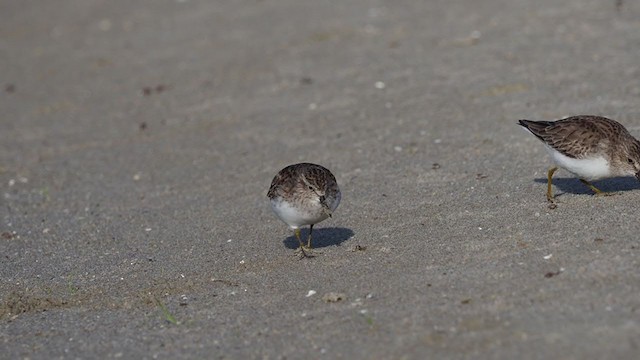 Wiesenstrandläufer - ML301973561