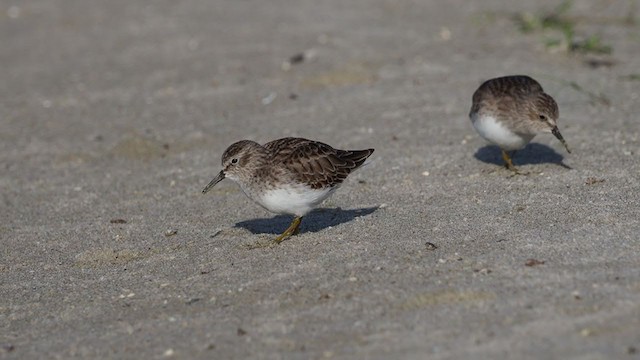 Least Sandpiper - ML301973641