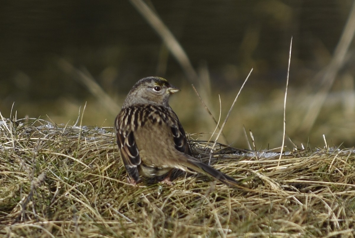 Golden-crowned Sparrow - Carey Bergman