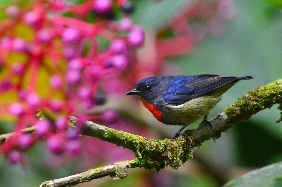 Black-sided Flowerpecker - Christian  Schwarz