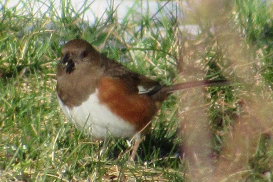 Eastern Towhee - ML301980401