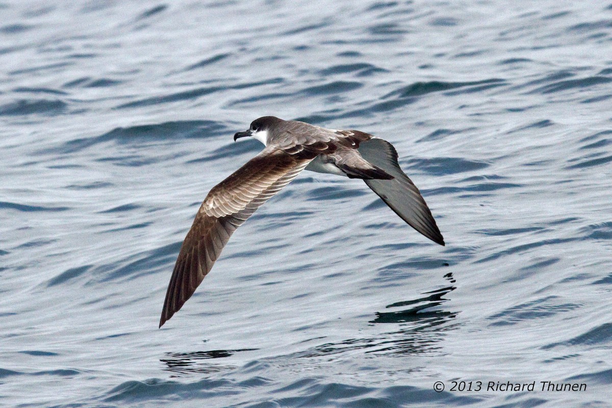 Buller's Shearwater - ML301981831