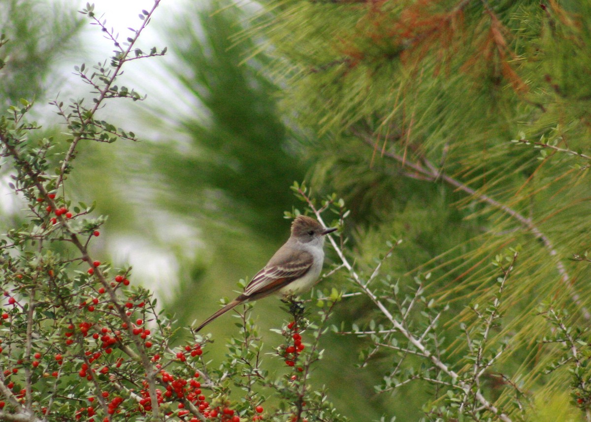 Ash-throated Flycatcher - ML301981911